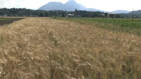 Barley on a field Stock Footage 95169606