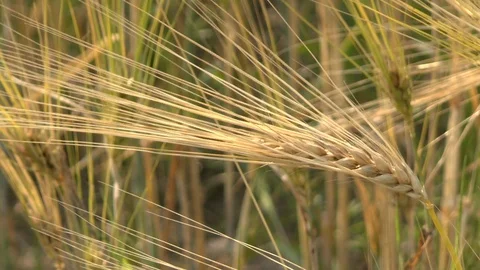 Barley on a field Stock Footage 95169737