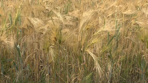 Barley on a field Stock Footage 95170038
