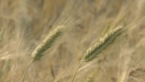 Barley on a field Stock Footage 95170519