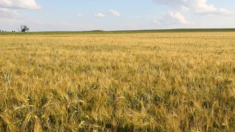 Barley field Stock Footage 103057501