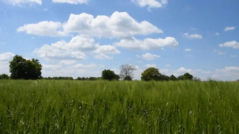 Barley field Stock Footage 107877048