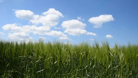 Barley field Stock Footage 107877440