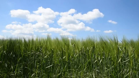 Barley field Stock Footage 107877648