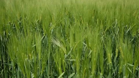 Barley field Stock Footage 107878120