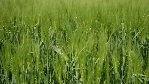 Barley field Stock Footage 107878341