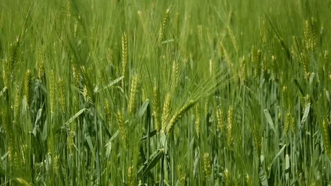 Barley field Stock Footage 107879054