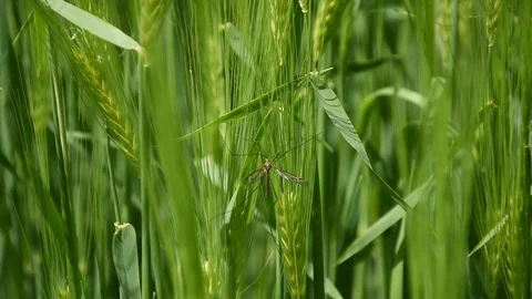 Barley field Stock Footage 107879407