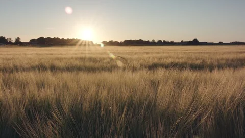 Barley field Stock Footage 109607751
