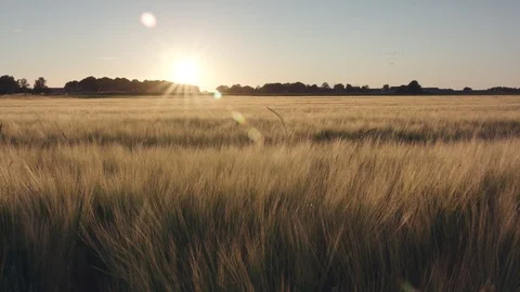 Barley field Stock Footage 109613508