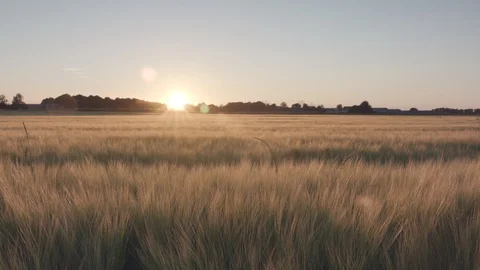 Barley field Stock Footage 109620605
