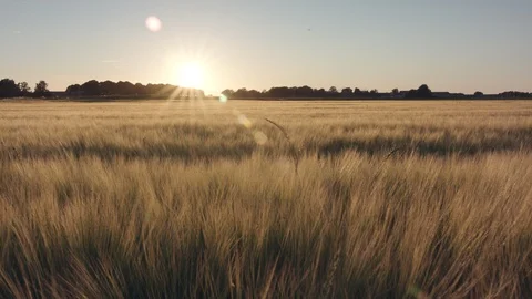 Barley field Stock Footage 109629494