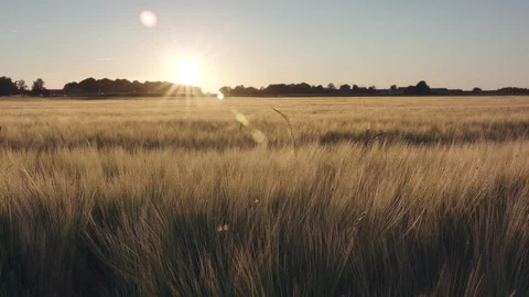 Barley field Vidéo 109646539