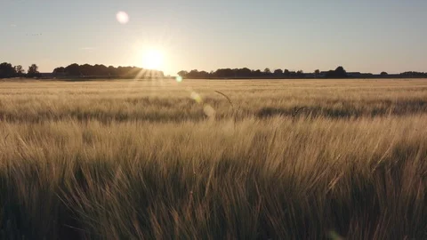 Barley field Vídeo Stock 109650487