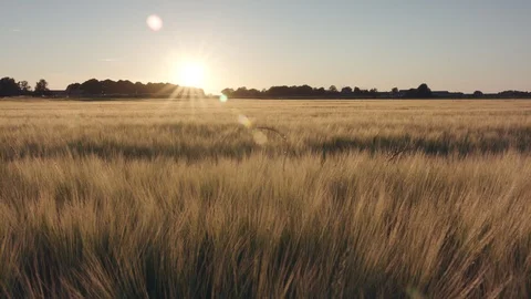 Barley field Stock Footage