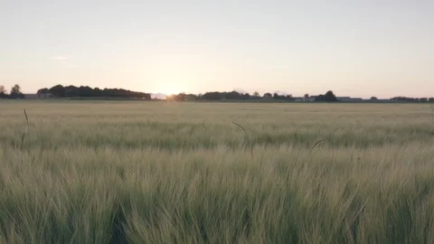 Barley field Vidéo 109657672