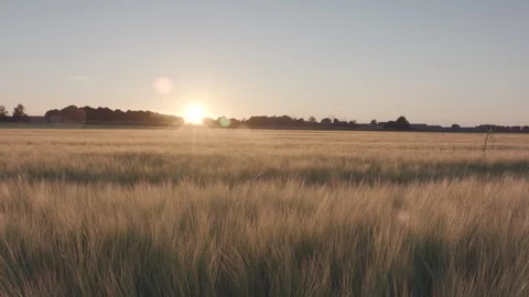 Barley field Vidéo 109661172
