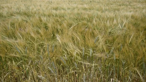 Barley field Stock Footage 111145909