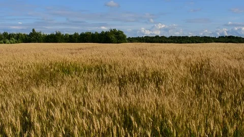 Barley field Stock Footage 112922625
