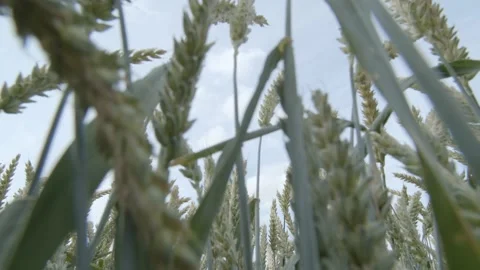 Barley field Stock Footage 136242227