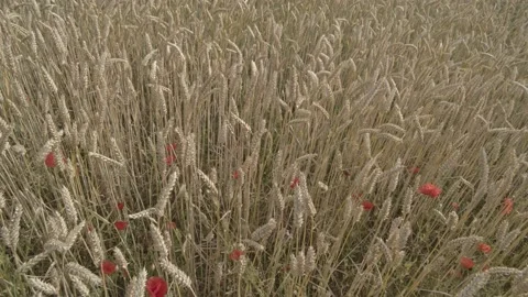 Barley field Stock Footage 136242323