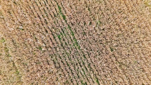 Barley field Stock Footage 248916870