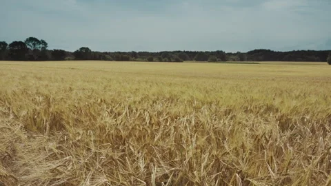 Barley field Video stock 263725540
