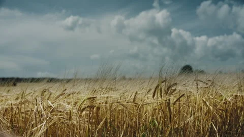 Barley field Video stock 263726061