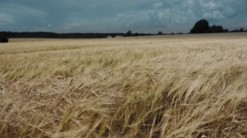 Barley field Video stock 263726324