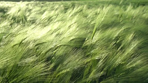 Barley field Vidéo 309681952