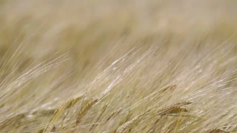 Barley Field 스톡 동영상 327252869