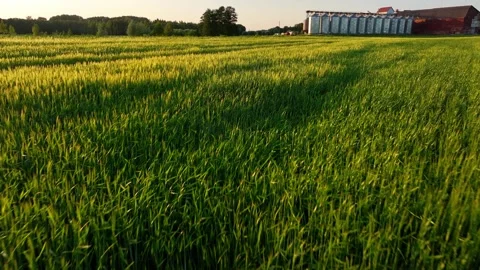 Barley field with grain warehouse in background Stock Footage 320820260