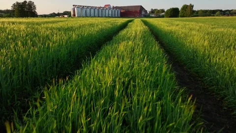 Barley field with grain warehouse in background Stock Footage 320821301