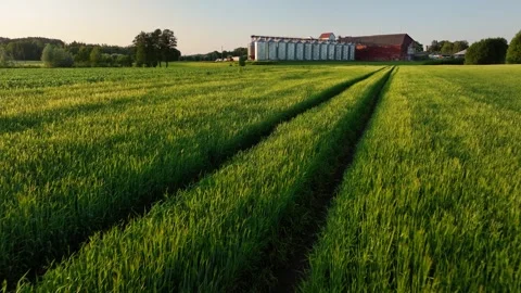 Barley field with grain warehouse Stock Footage 320818317