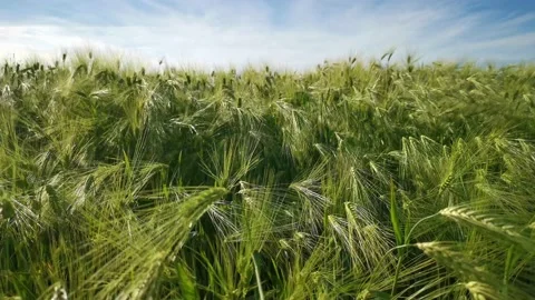 Barley field green ears of corn close-up swaying in the wind Stock Footage 166861257