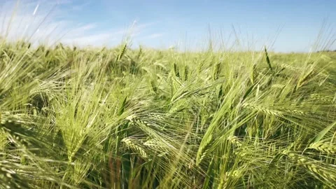 Barley field green ears of corn close-up swaying in the wind. 動画素材 185138942