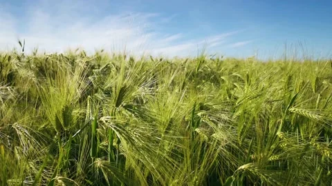 Barley field green ears of corn close-up swaying in the wind. 動画素材 185139945