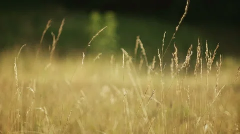 Barley field, malt 스톡 동영상 53224468