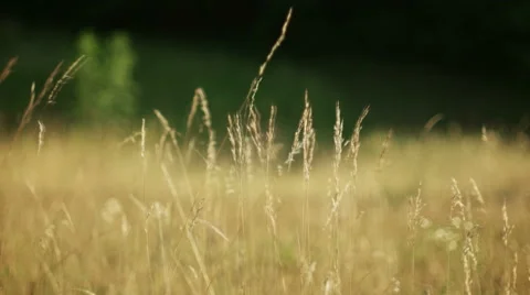 Barley field, malt 스톡 동영상 53224554