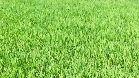 Barley field in march. endless green space Stock Footage 199485437