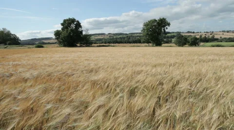Barley Field Moving in the Wind Stock Footage 40736337