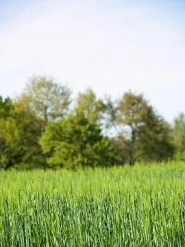 Barley field 스톡 사진