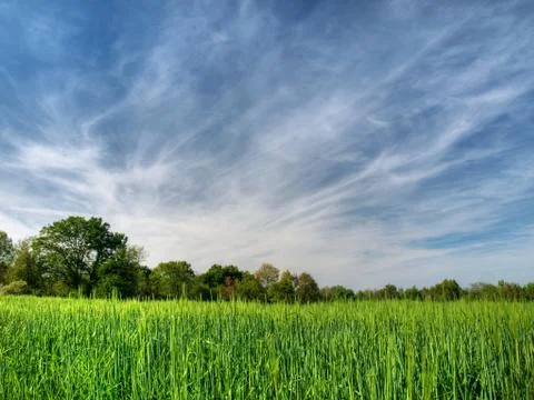 Barley field Фото