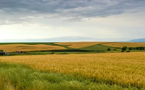 Barley field Stock Photos