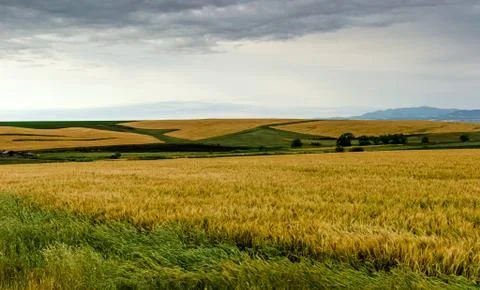 Barley field Stock Photos