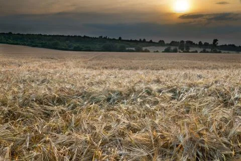 Barley field Stock Photos