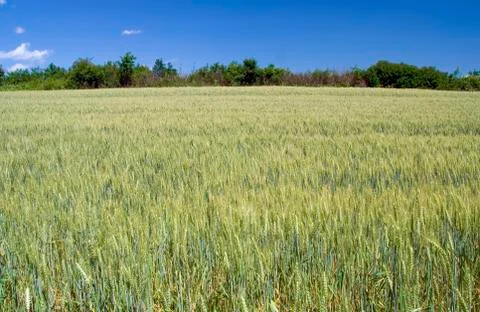 Barley field Stock Photos