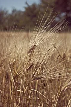 Barley in the field. Stock Photos