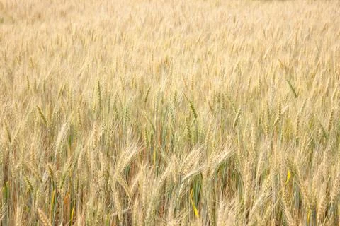 Barley field Foto stock