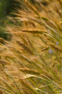Barley field Stock Photos